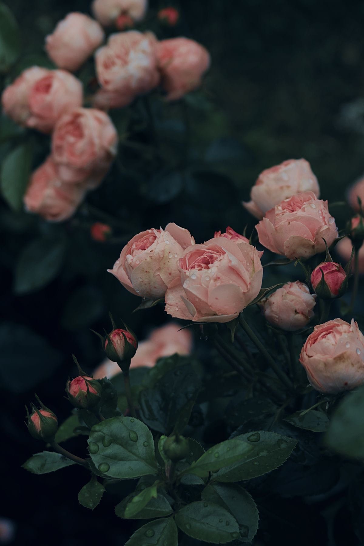 Becoming Jessica Rose